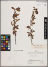 Foto von Salix excelsa S. G. Gmel.